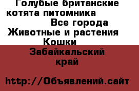 Голубые британские котята питомника Silvery Snow. - Все города Животные и растения » Кошки   . Забайкальский край